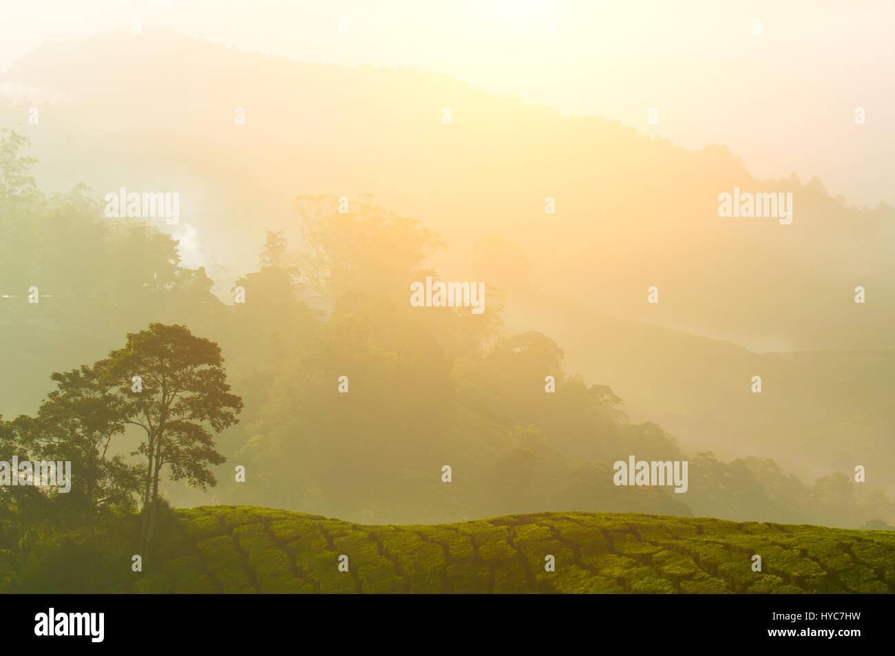 nebligen Morgen in Cameron Highlands, malaysia Stockfoto