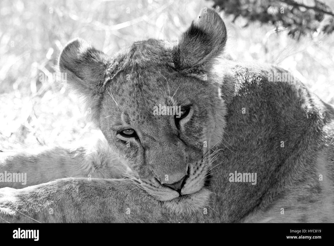 junger Löwe, Serengeti Nationalpark, Tansania, Afrika Stockfoto