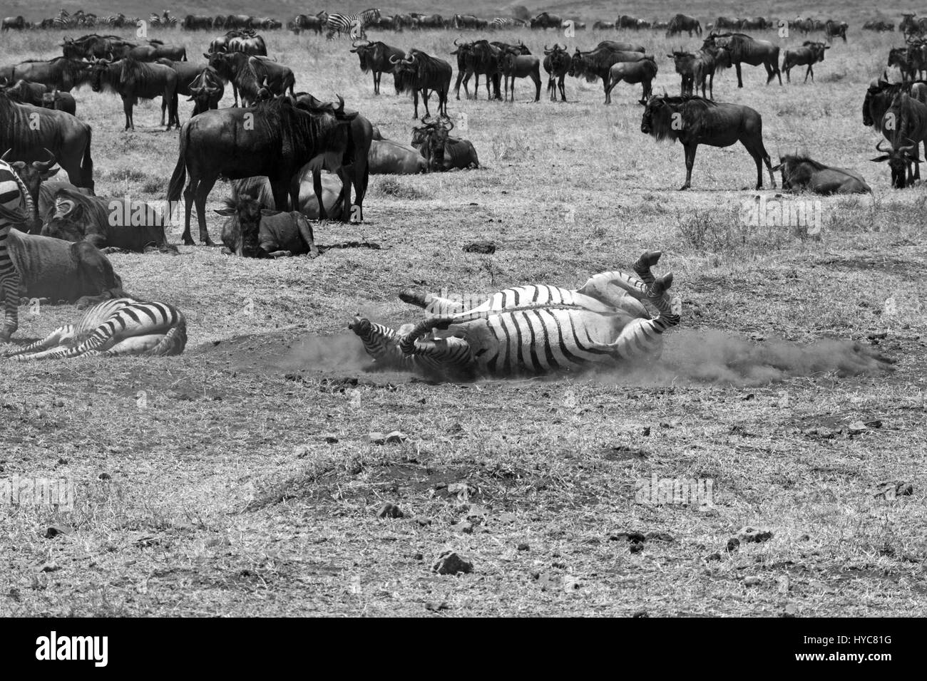 Zebras, die Rollen auf dem Boden, Serengeti Nationalpark, Tansania, Afrika Stockfoto