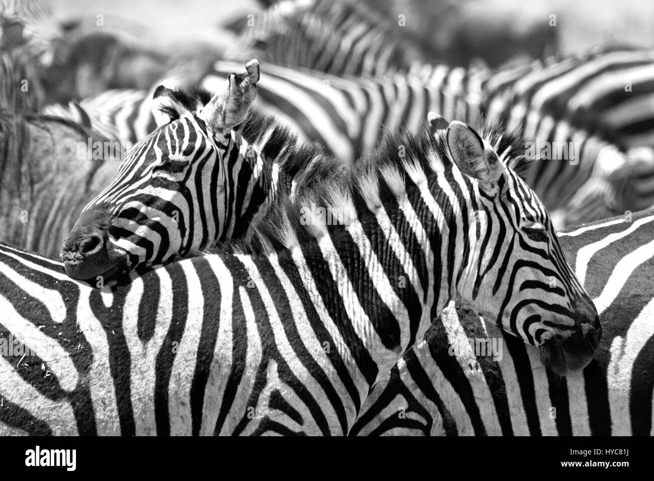 Herde von Zebras, Serengeti Nationalpark, Tansania, Afrika Stockfoto