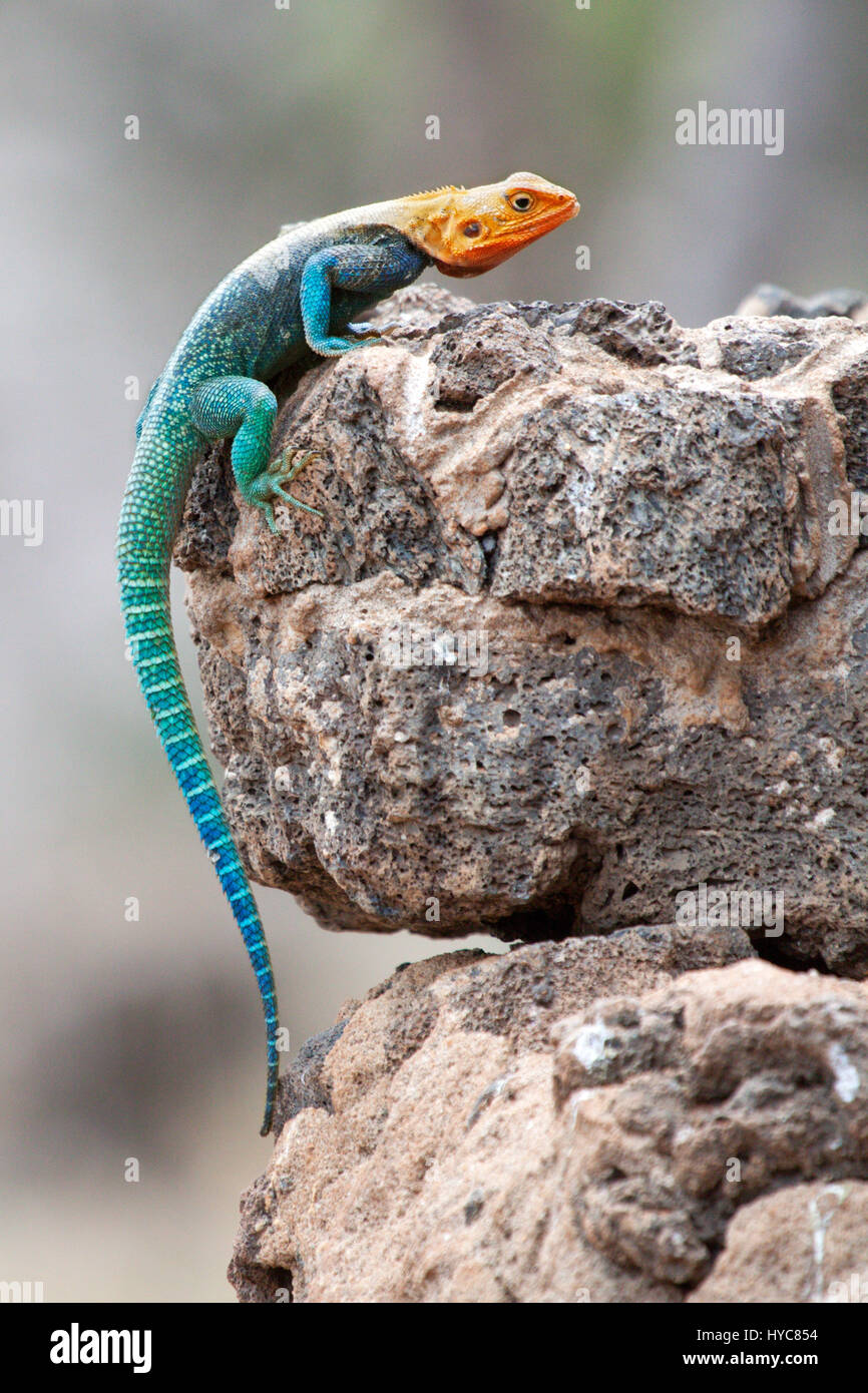 rote Leitung Agama männlichen Eidechse Sonnen am Rock, Masai Mara Nationalpark, Kenia, Afrika Stockfoto