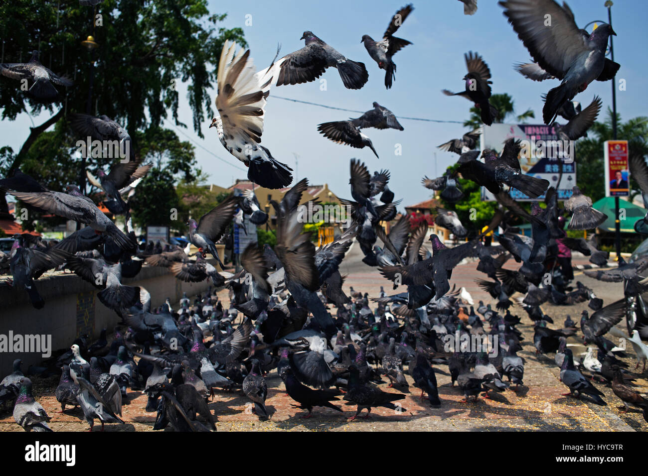 Tauben, Melaka, malaysia Stockfoto