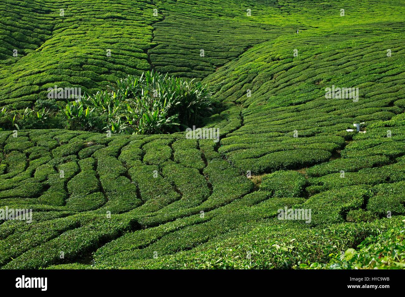 Teeplantage, Cameron Highlands, malaysia Stockfoto