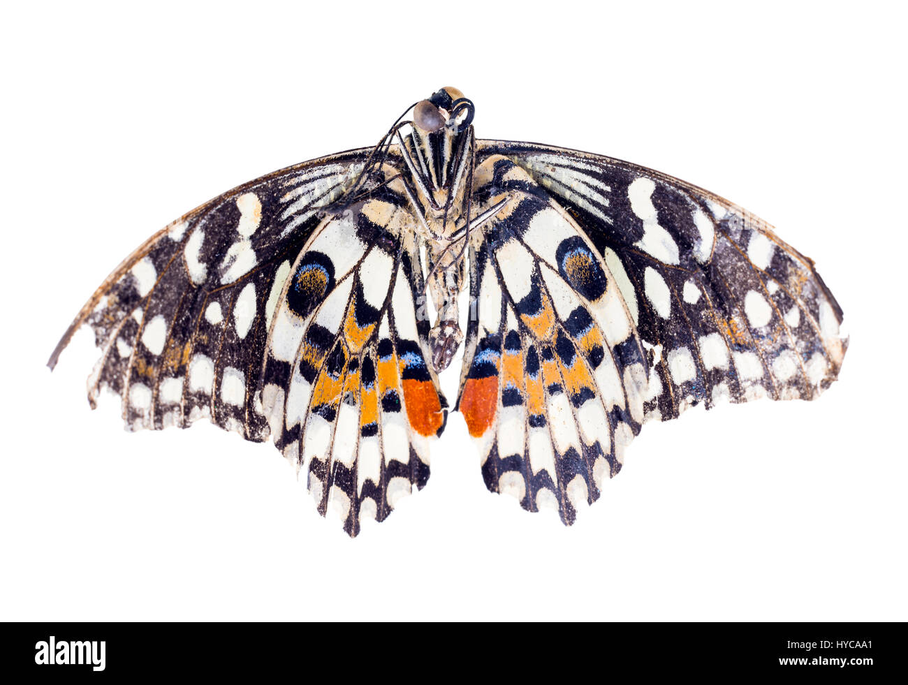 Gemeinsamen Kalk Schmetterling (Papilio Demoleus) Stockfoto