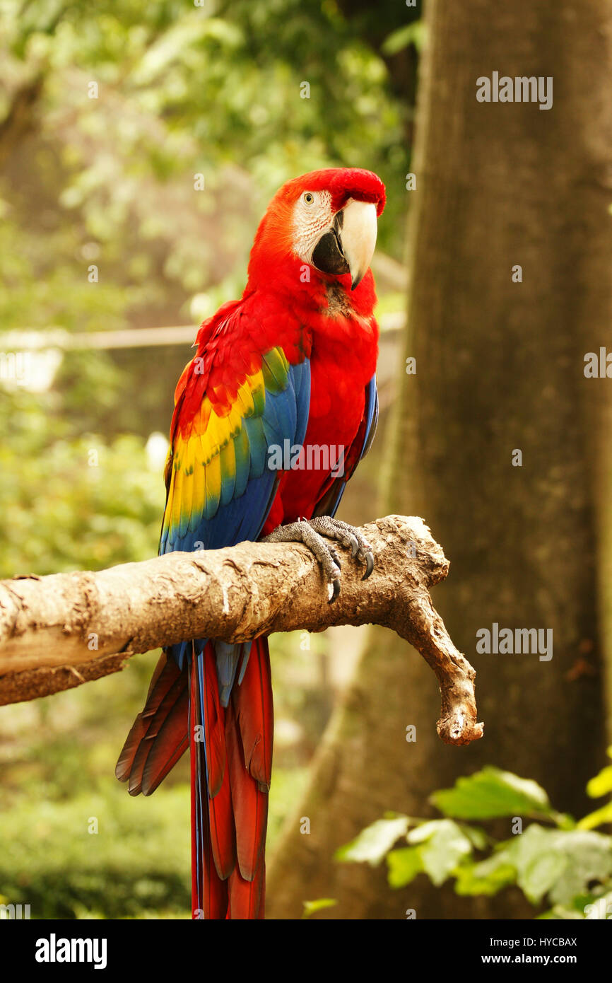 Rote blaue Papagei auf hölzernen Ast schaute mich in der Kamera im Wald am Tag. Stockfoto