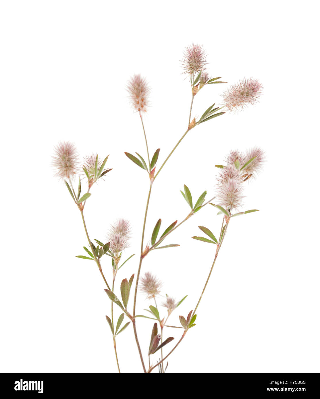 Flora der Gra Canaria - Trifolium Arvense Hasen Fuß Klee, isoliert auf weiss Stockfoto