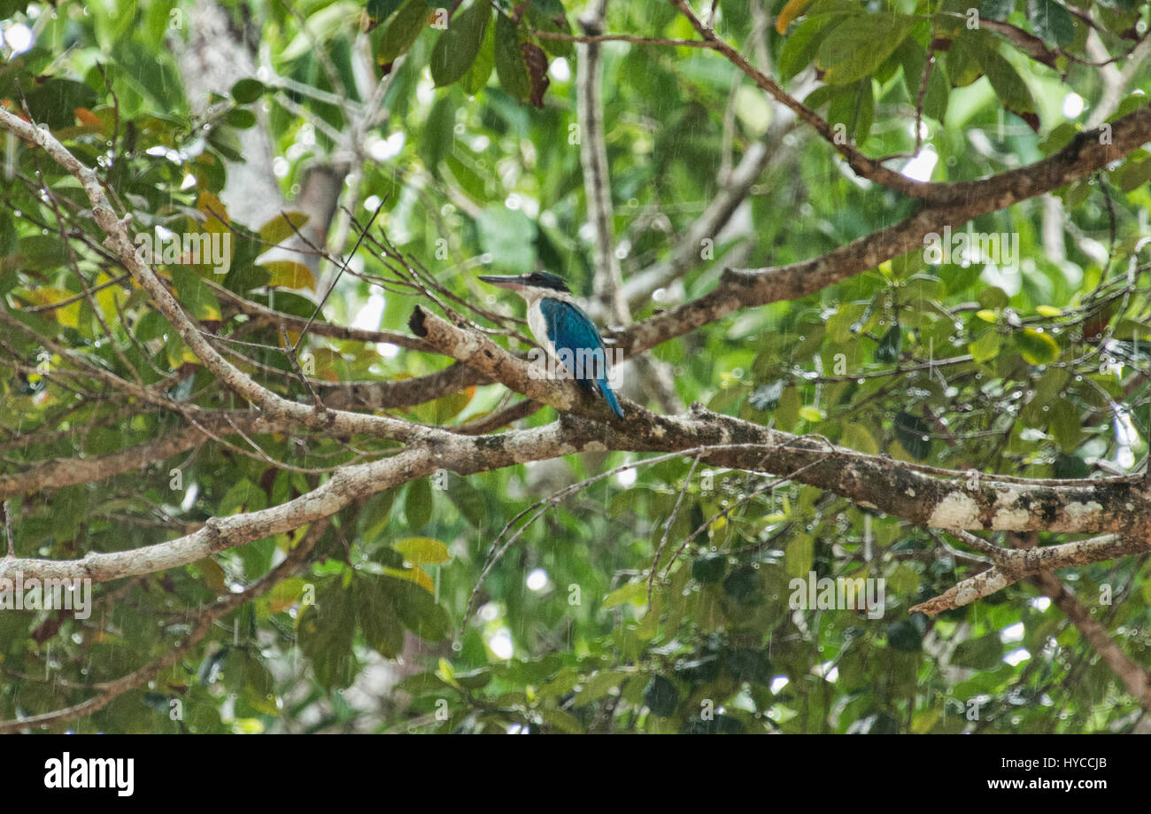 Schwarz-capped Eisvogel im Regen, Ko Tarutao Insel, Thailand Stockfoto