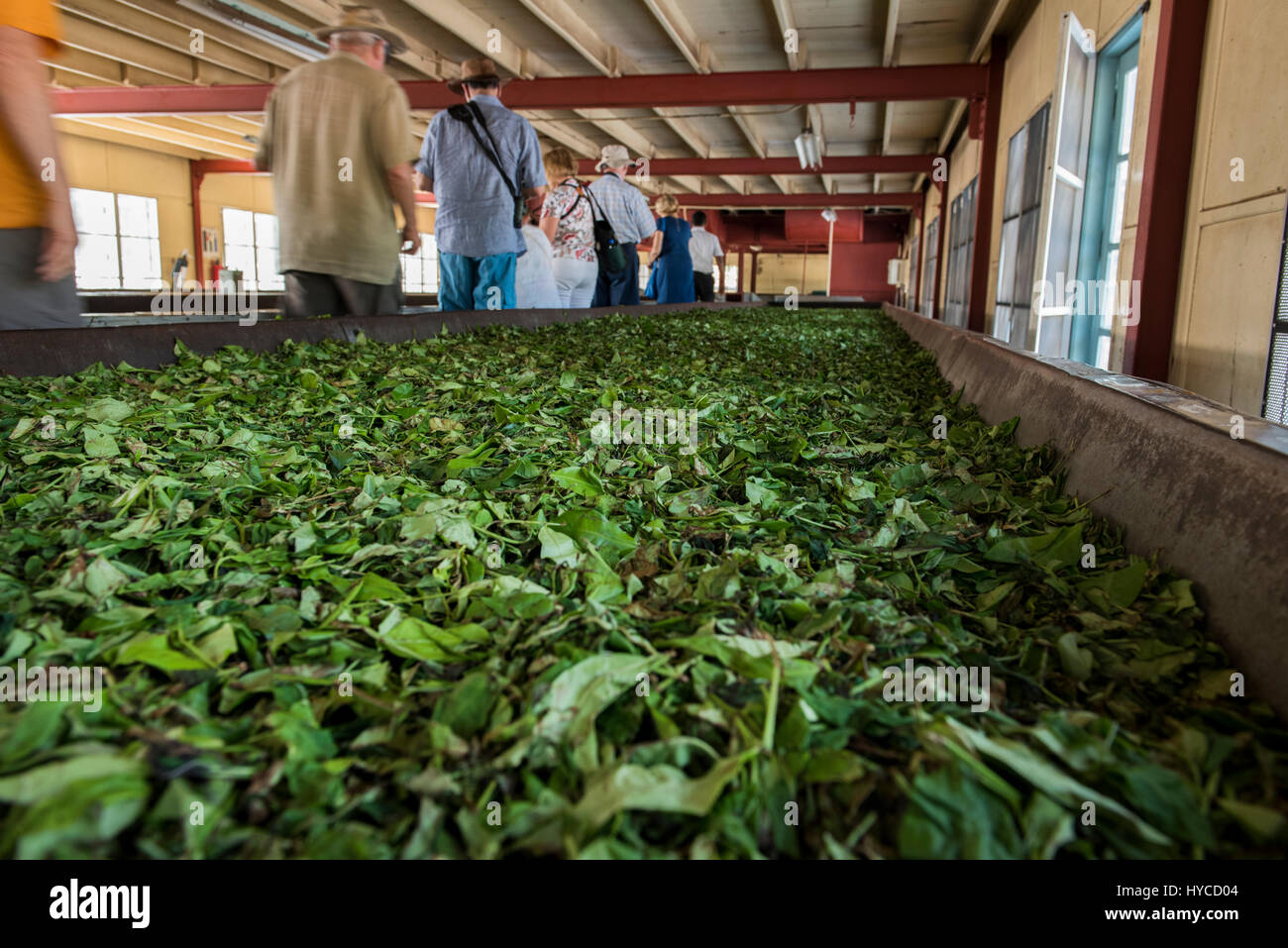 Sri Lanka, Galle, Dorf Akuressa. Bio-Grüntee Garten & Teefabrik. Werksbesichtigung, verlässt Conveyor Belt Detail mit Tee. Stockfoto