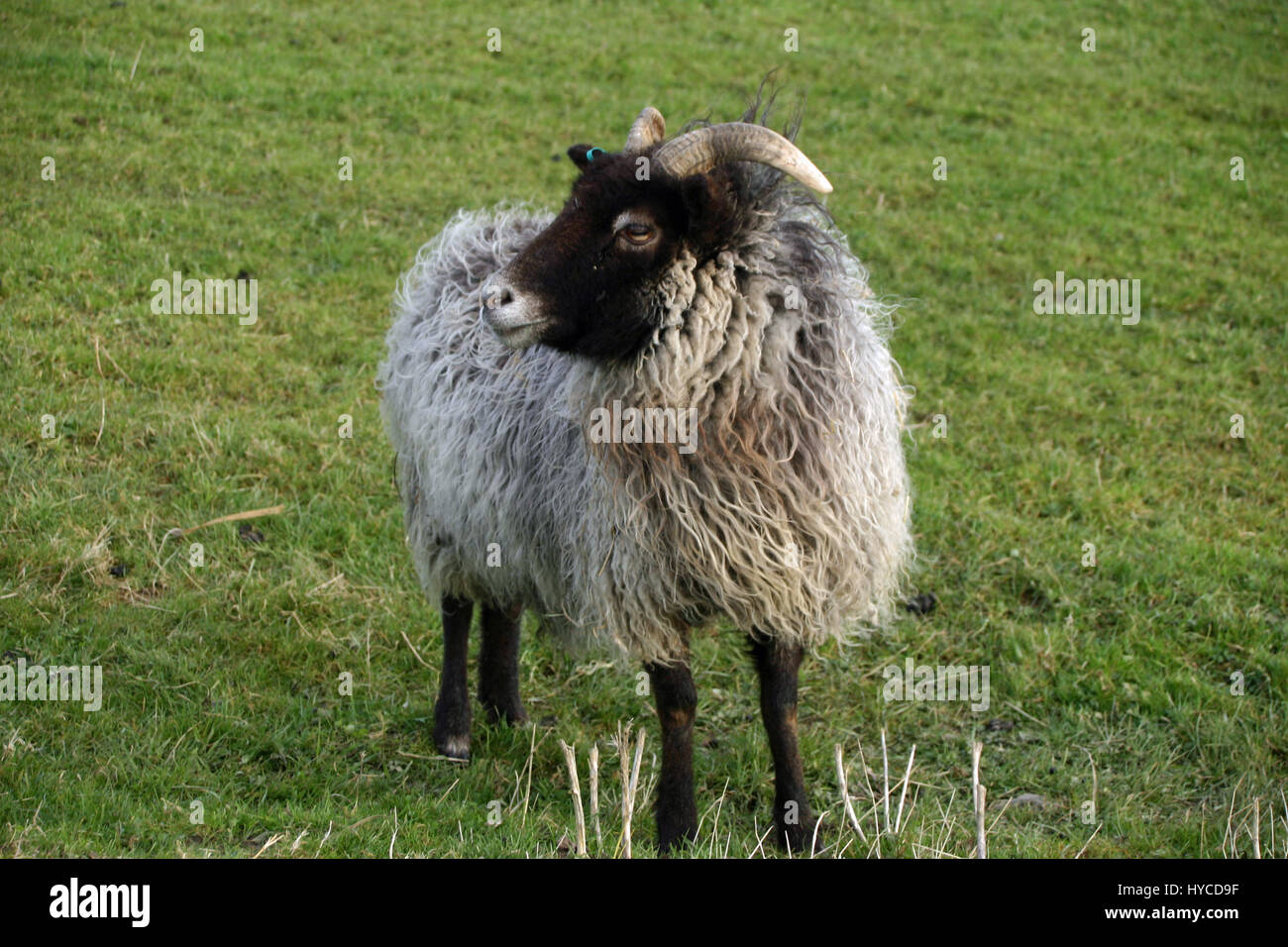 Schaf mit schwarzem Kopf und Beine, weiße Nase und Hörner. Woolly grauen  Mantel. Wiese als Hintergrund Stockfotografie - Alamy