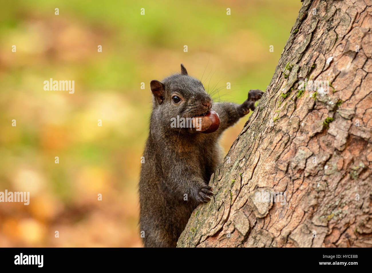 Schwarzen Eichhörnchen (Mutation des Grauhörnchens) mit Kastanien im Mund auf Baum-Victoria, British Columbia, Kanada. Stockfoto