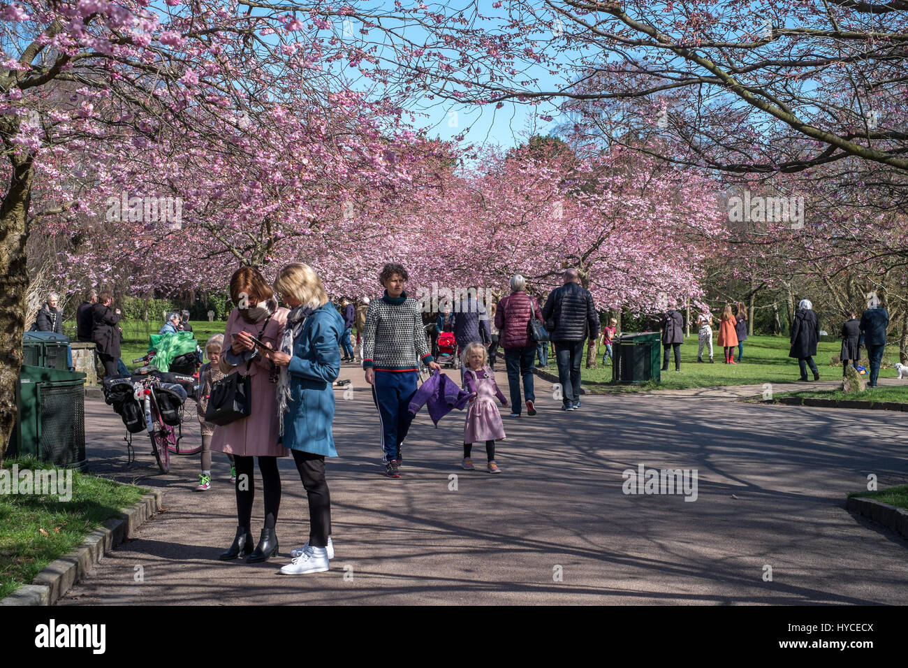 Frühling kommt in Dänemark. Einmal im Jahr strömen einheimische und Touristen in Bispebjerg Friedhof, Kopenhagen, um die Allee der rosa Kirschenbaum Blüten genießen. Stockfoto