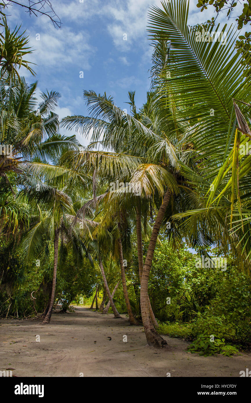 Palmblätter. Tropischer Wald auf der Insel im Indischen Ozean. Wunderschöne Landschaft des feuchten tropischen Dschungel. Bild von einem tropischen Wald-Hintergrund Stockfoto