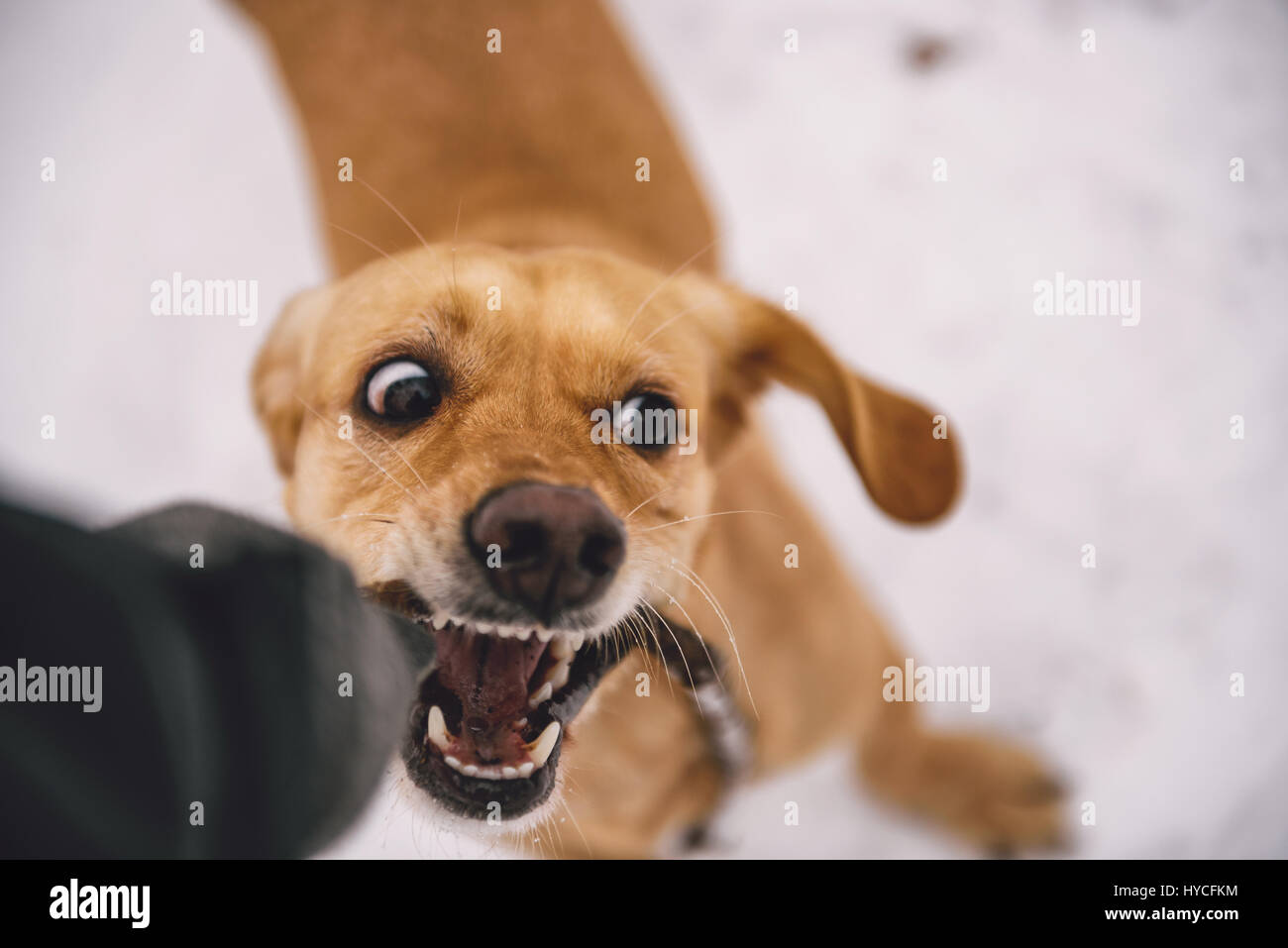 Kleine gelbe Hund beißen A Stick Stockfoto
