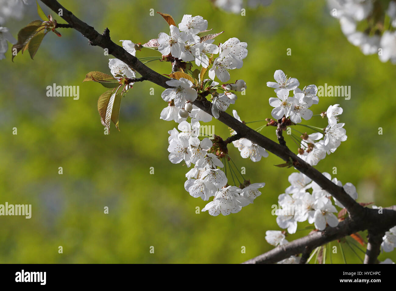 Apfel Baum Blumen blühen im Frühjahr vor dem Hintergrund unscharf hell grünes Laub Stockfoto