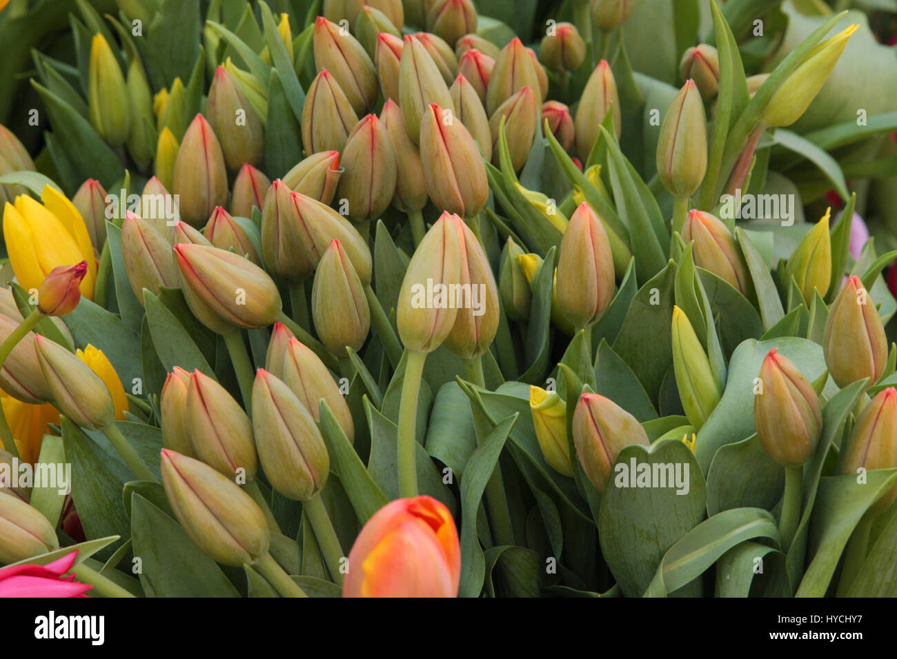 Gelb und orange Tulpen vor der Blüte auf dem Display auf dem Bauernmarkt im März Stockfoto