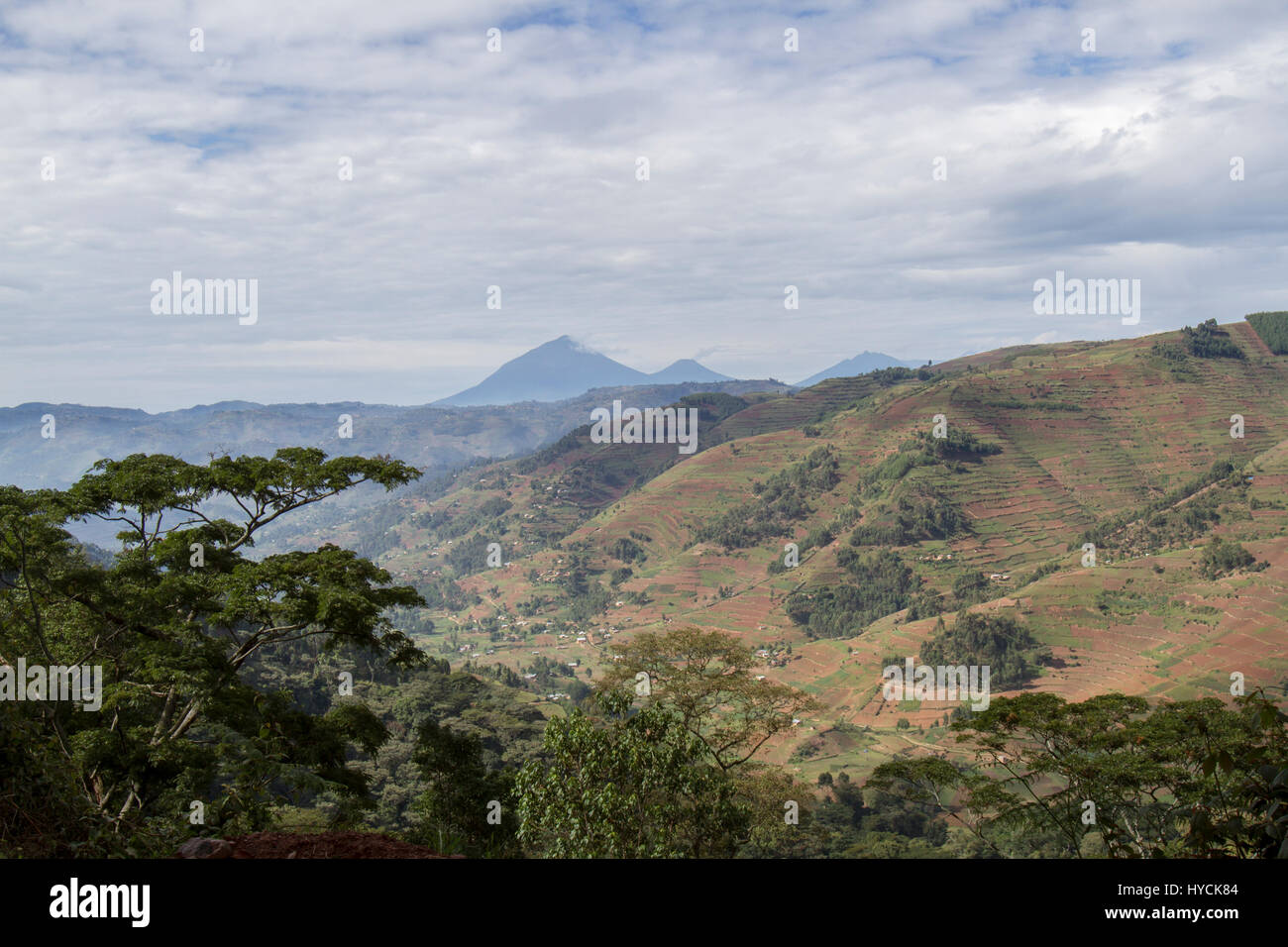 Volcanoes-Nationalpark über Tee Terrassen und Landwirtschaft Grundstücke am Hang von Ruanda, Afrika. Stockfoto