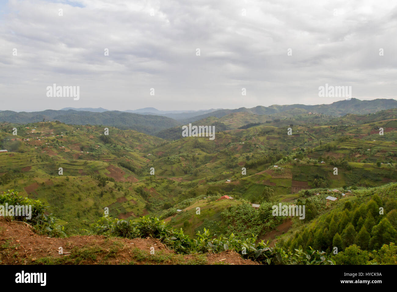 Tee-Terrassen und Landwirtschaft Grundstücke am Hang von Ruanda, Afrika. Stockfoto