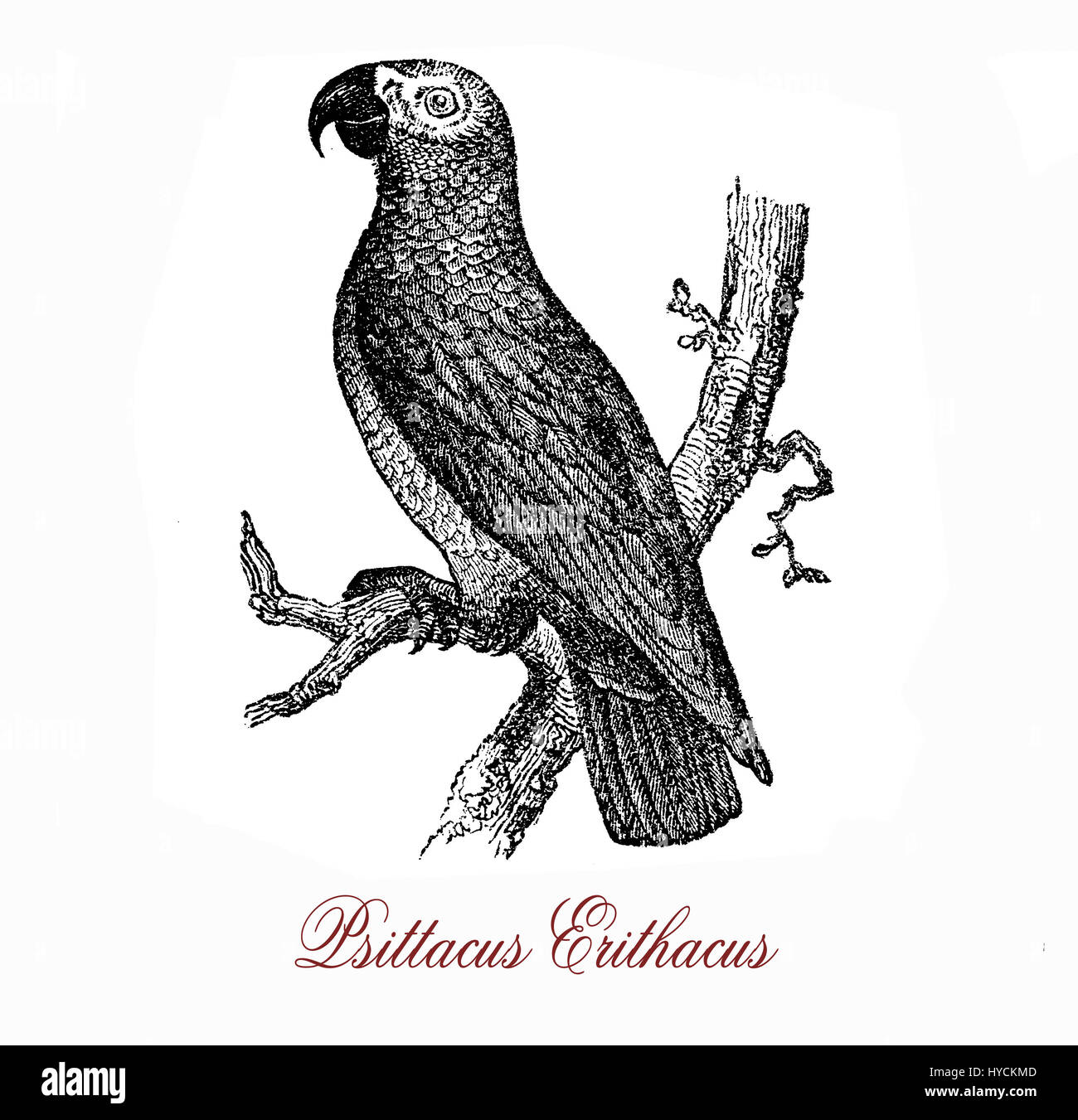Tierwelt Vintage Gravur der Graupapagei, mittlere Graupapagei mit roten Schwanzfedern und schwarzen Schnabel. Sein Lebensraum sind dichte Wälder und es kann 40-60 Jahre Leben in Gefangenschaft Stockfoto
