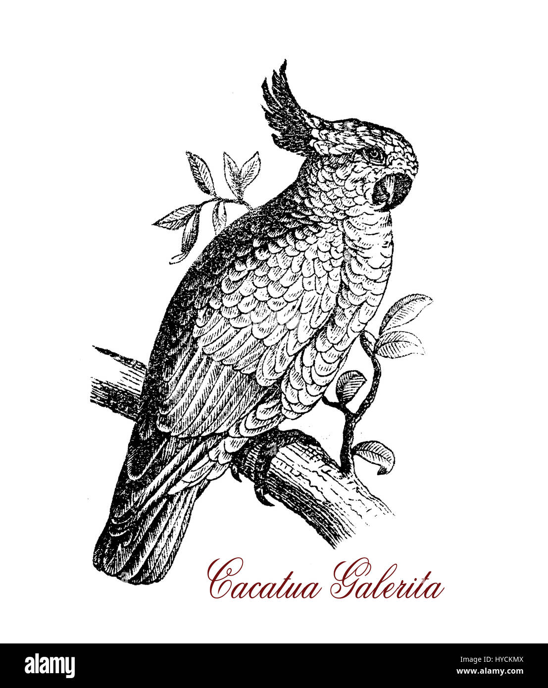 Tierwelt-Gravur von Schwefel crested Kakadu, hoch intelligenter Vogel mit weißen Federn, Underwing, Schweif und Crest gelb, schwarze Bill, gebürtig aus Australien und neue Guinea.in Gefangenschaft, in der es auf 70 Jahre Leben kann. Stockfoto