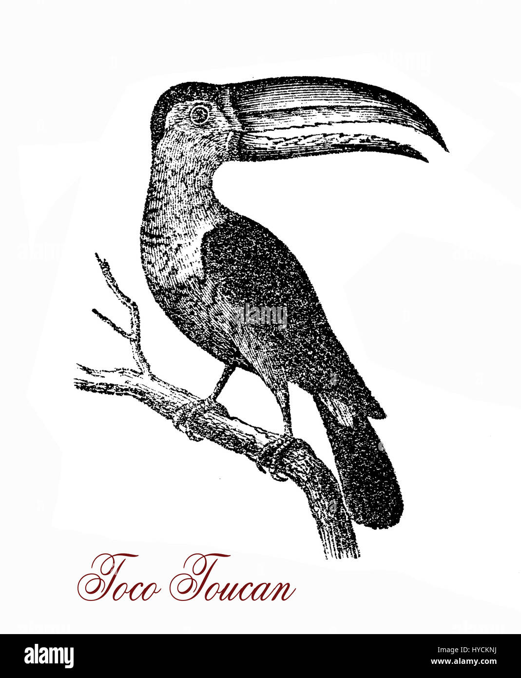 Tierwelt-Gravur der Riesentukan, großer Vogel mit Zwergziegen Farben: schwarzes Gefieder, weiße Kehle, blau und orange Haut um das Auge herum, riesige gelbe und orange Rechnung mit einem schwarzen Fleck. Stockfoto