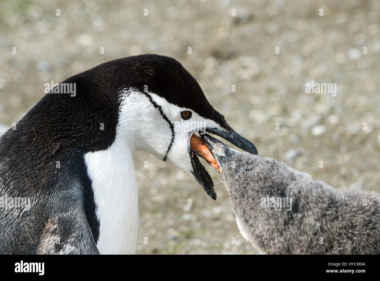Kinnriemen Pinguin Fütterung Küken Stockfoto