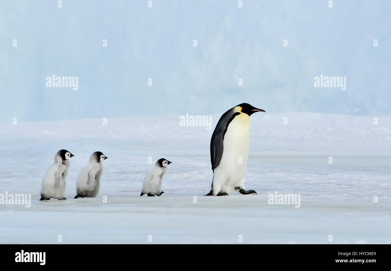 Kaiserpinguin mit Küken Stockfoto