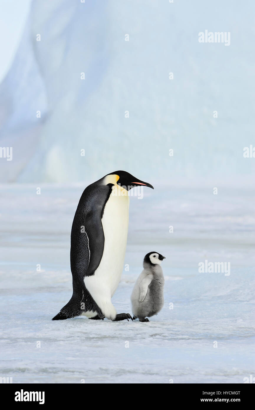 Kaiserpinguin mit Küken Stockfoto