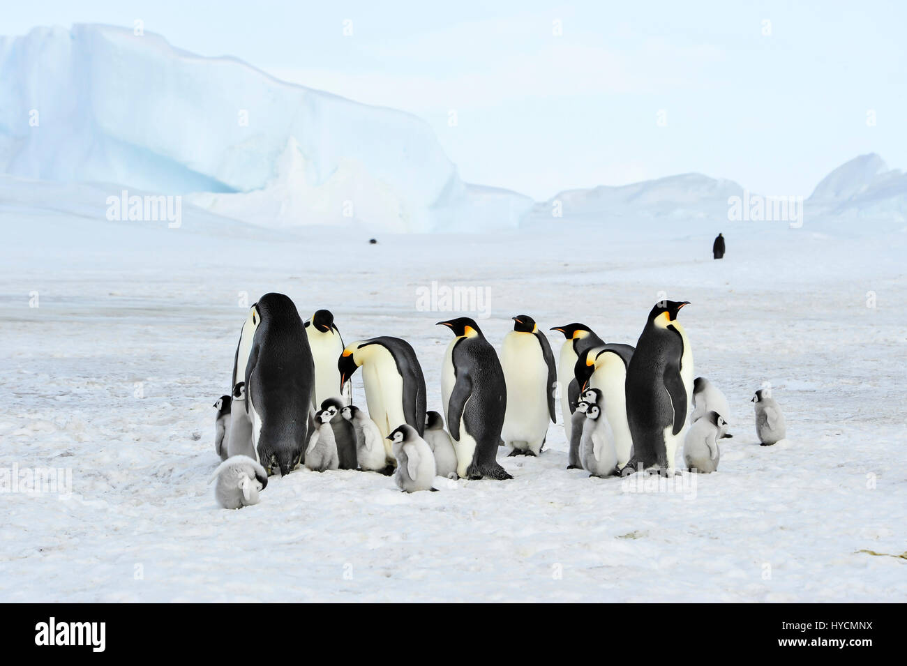 Kaiserpinguine mit Küken Stockfoto
