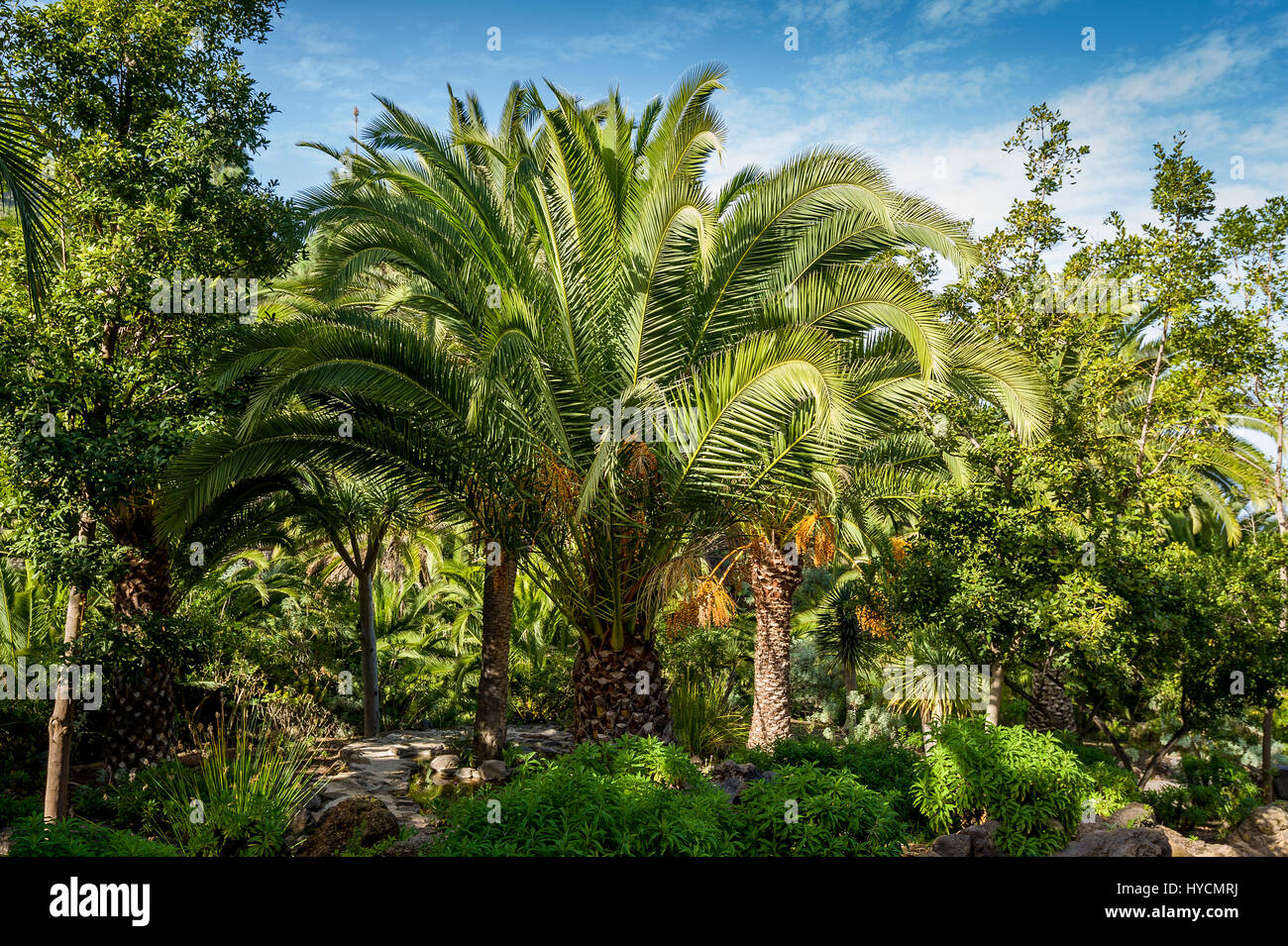 Palmen im Drago Park, Teneriffa Stockfoto