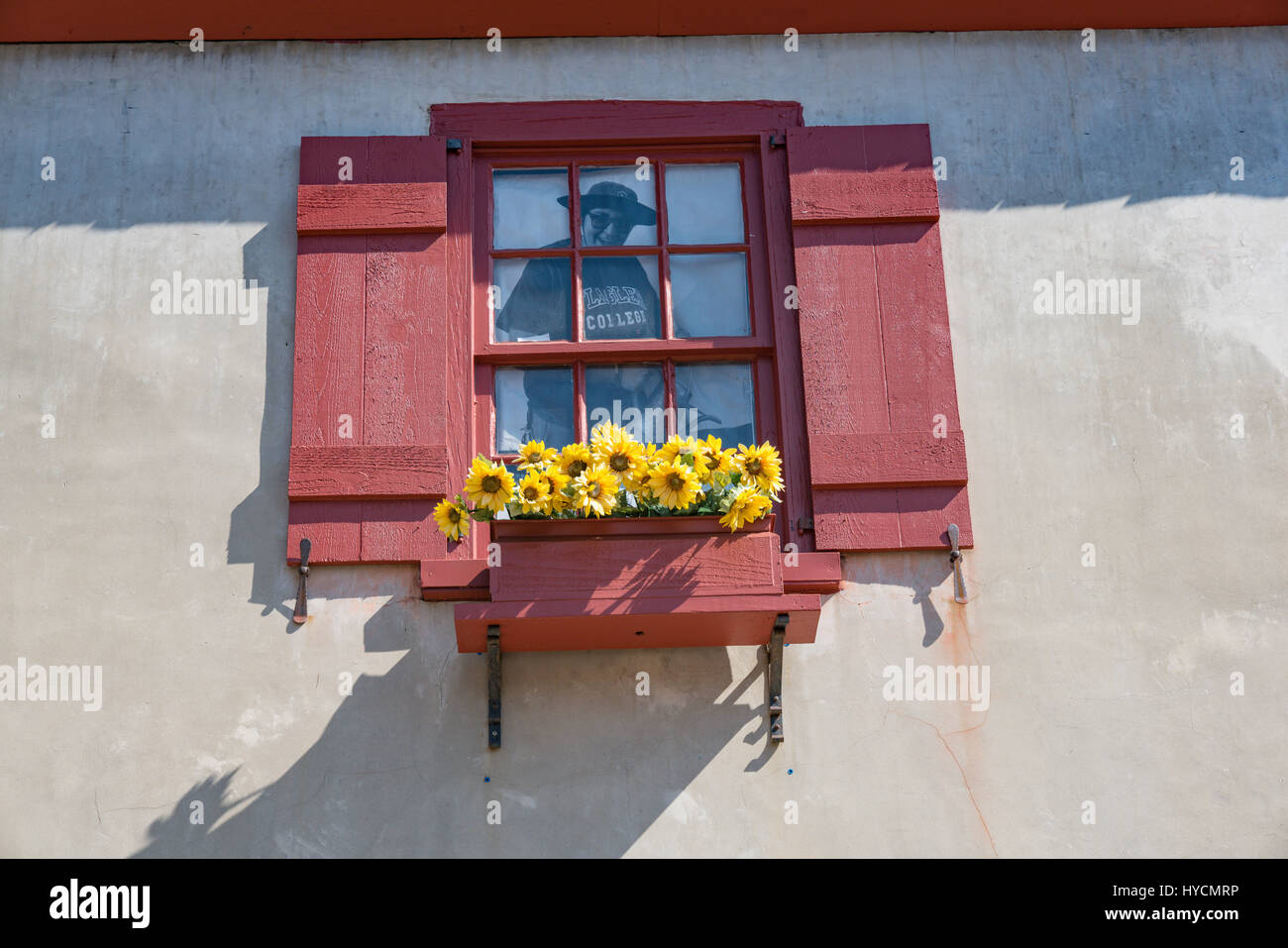 Sonnenblumen erhellen einen Blumenkasten auf St. George Street in St. Augustine, Florida Stockfoto