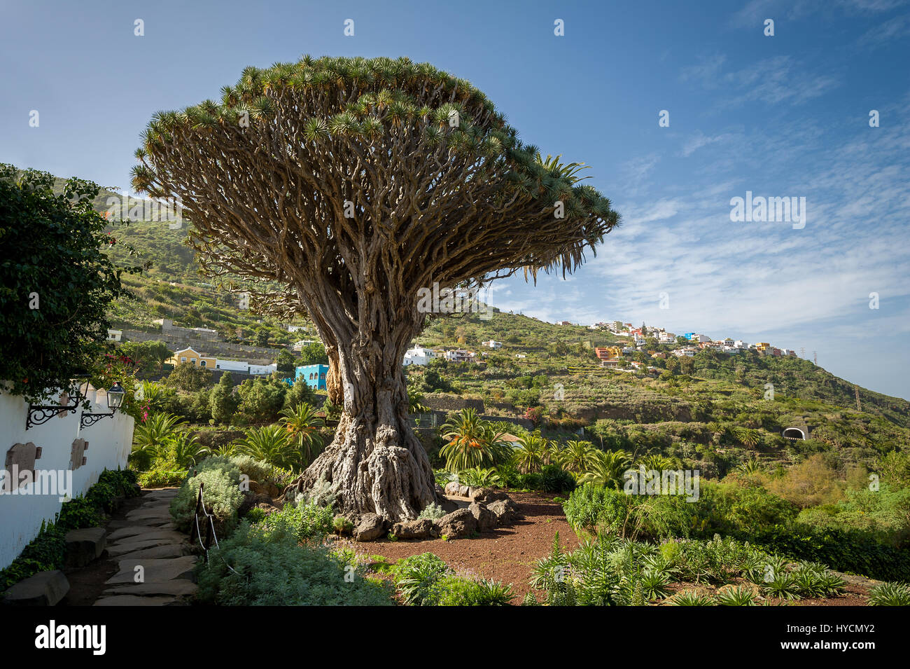 Drago Park, Teneriffa Stockfoto