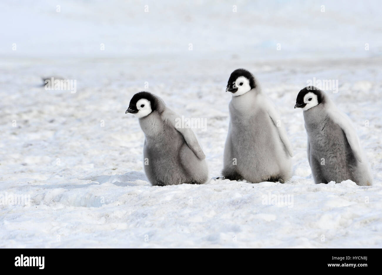 Kaiserpinguin-Küken in der Antarktis Stockfoto