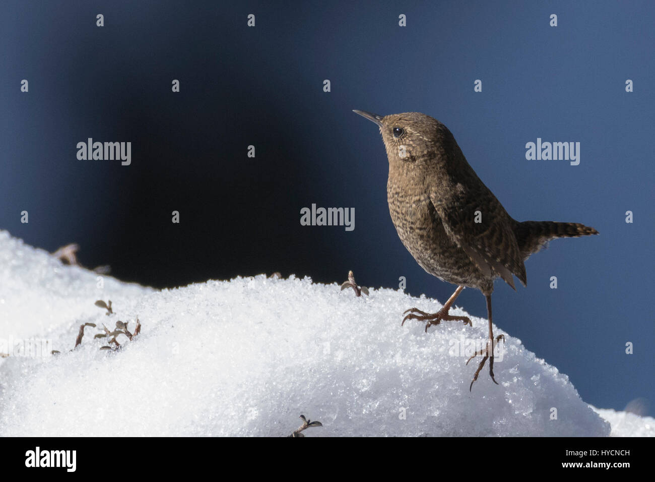 Eurasische Zaunkönig (Troglodytes Troglodytes) im Kedarnath Wildlife Sanctuary, Uttarakhand, Indien Stockfoto