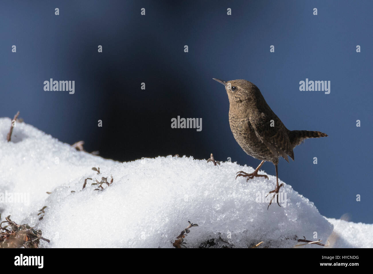 Eurasische Zaunkönig (Troglodytes Troglodytes) im Kedarnath Wildlife Sanctuary, Uttarakhand, Indien Stockfoto