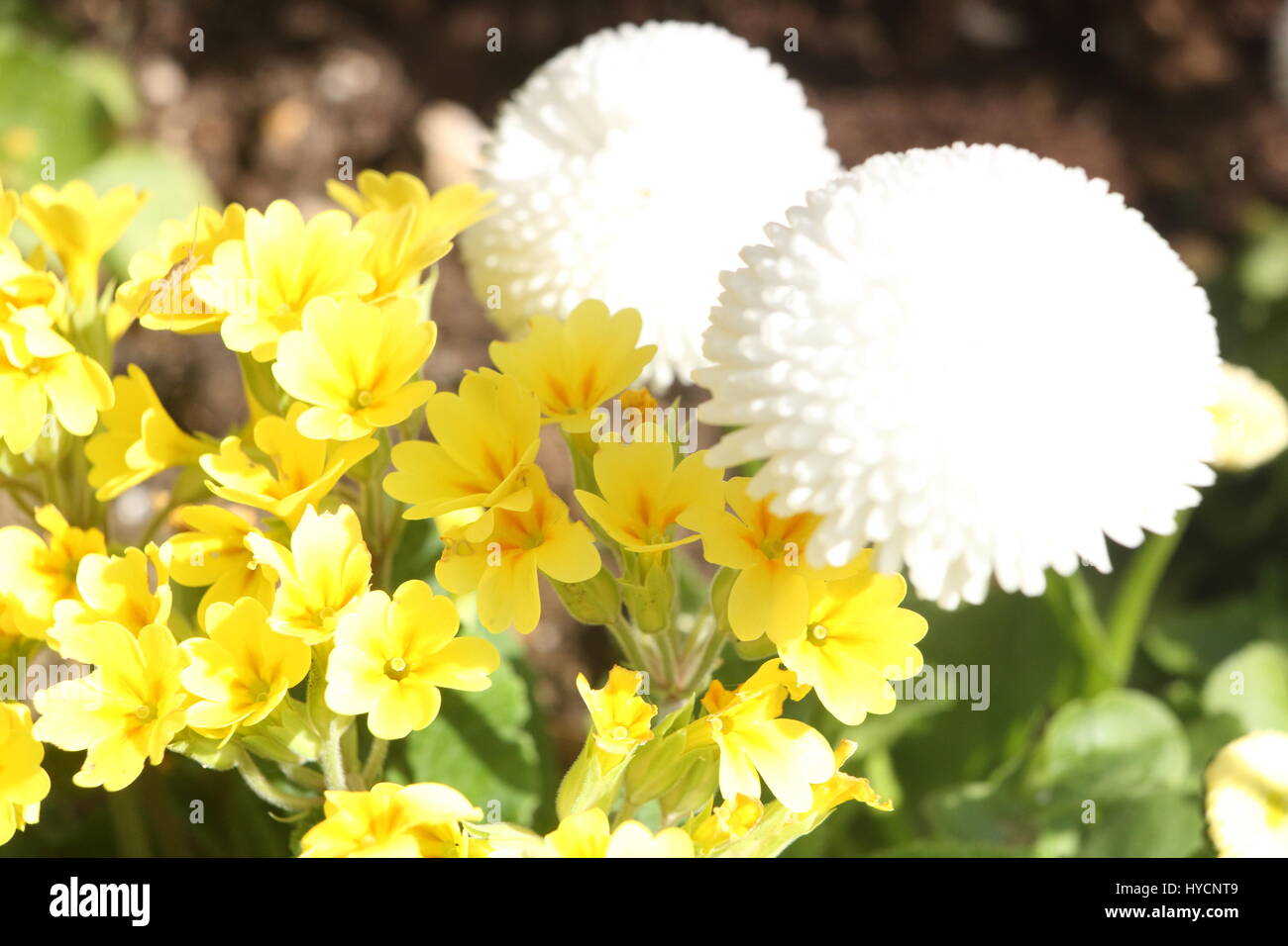 Gelben und weißen Blüten im Garten Stockfoto