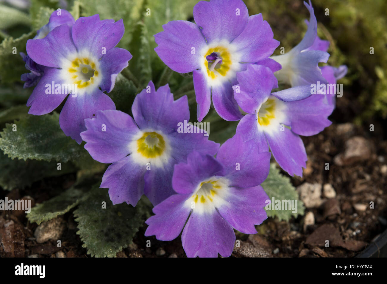 Primula' Tantallon' Stockfoto