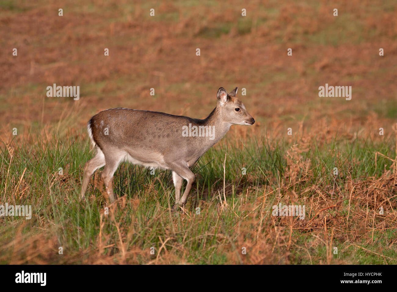Sika Rotwild, Sika Nippon, einzelne Jugendliche zu Fuß durch Rasen im Herbst.  November, Knole Park, Kent, UK übernommen. Stockfoto