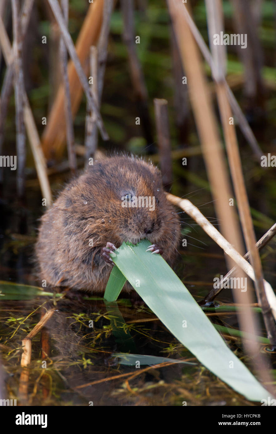 Schermaus, Arvicola Terrestris, alleinstehende Erwachsene ernähren sich von Schilf. Essex, England. Stockfoto