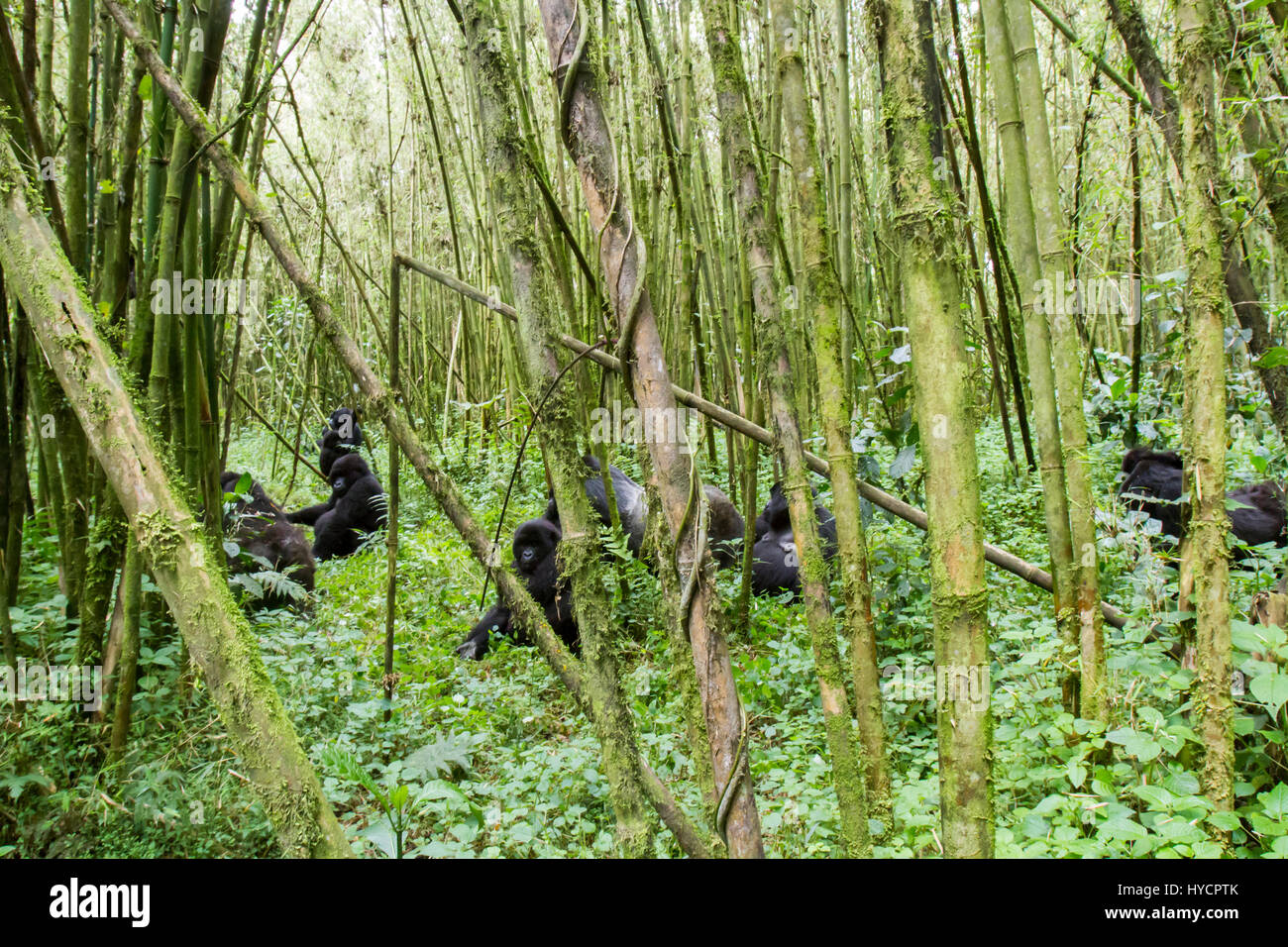 Gruppe von Berggorillas in Bambus Wald des Volcanoes National Park, Virunga, Ruanda, Afrika. Stockfoto