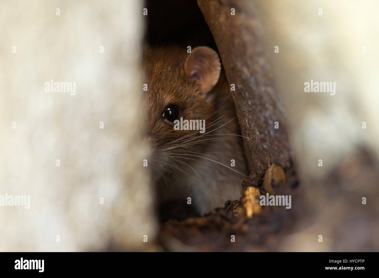 Braune Ratte, Rattus Norvegicus, alleinstehenden peering aus der Biotonne.  Worcestershire, UK. Stockfoto