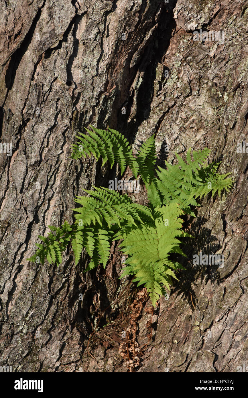 Grüner Farn sprießen aus Baum Stockfoto