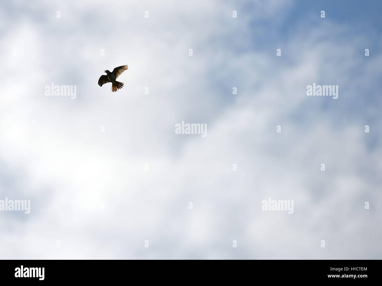 Feldlerche, fliegen und singen an einem Frühlingstag in der South Downs National Park Stockfoto