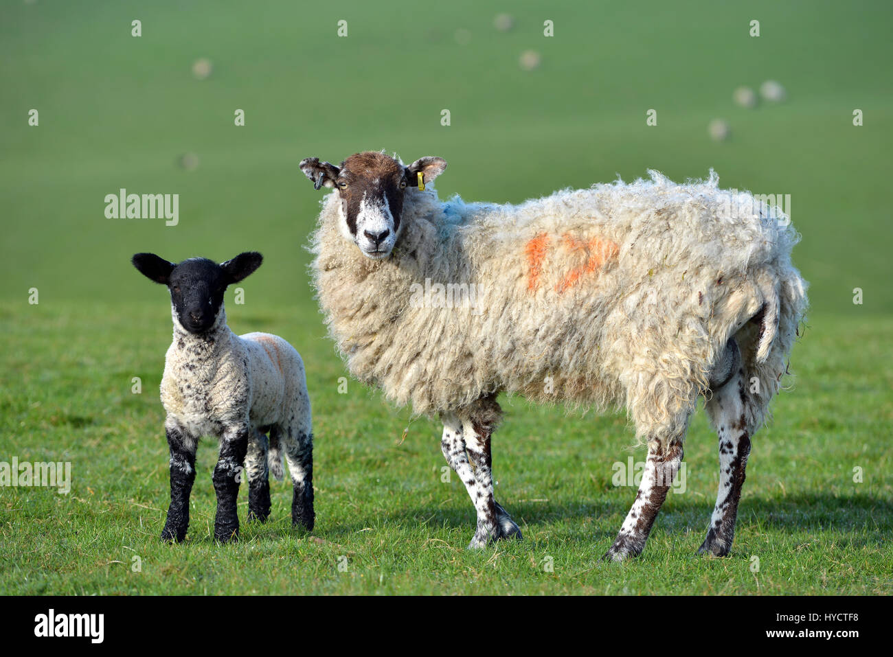 Mutterschaf mit Lamm auf den South Downs, Sussex, UK Stockfoto