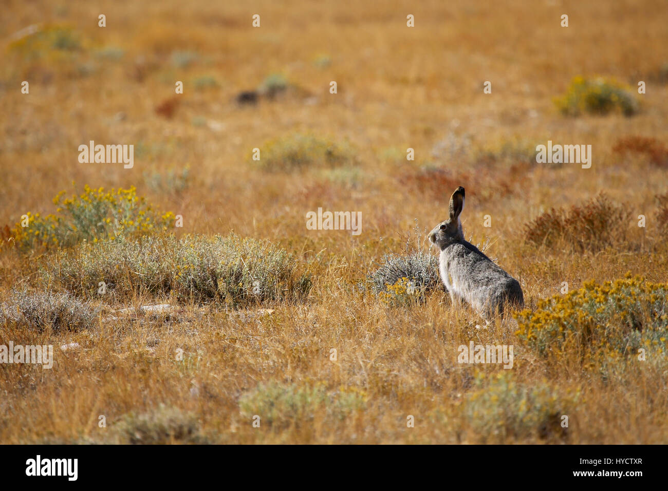 Jack Rabbit in Wyoming Great plains Stockfoto