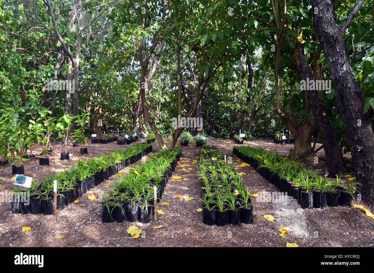 Wenn Zeilen Pandanus Setzlinge in der Baumschule auf Lady Elliot Island, Great BArrier Reef, Queensland, Australien Stockfoto