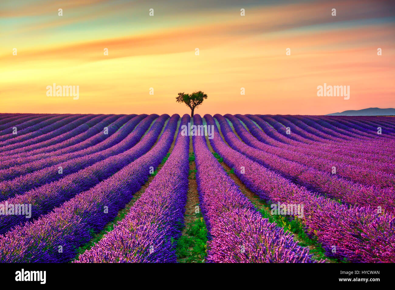 Lavendel Blumen blühenden Feld, einsamen Bäumen bergauf auf Sonnenuntergang. Valensole, Provence, Frankreich, Europa. Stockfoto