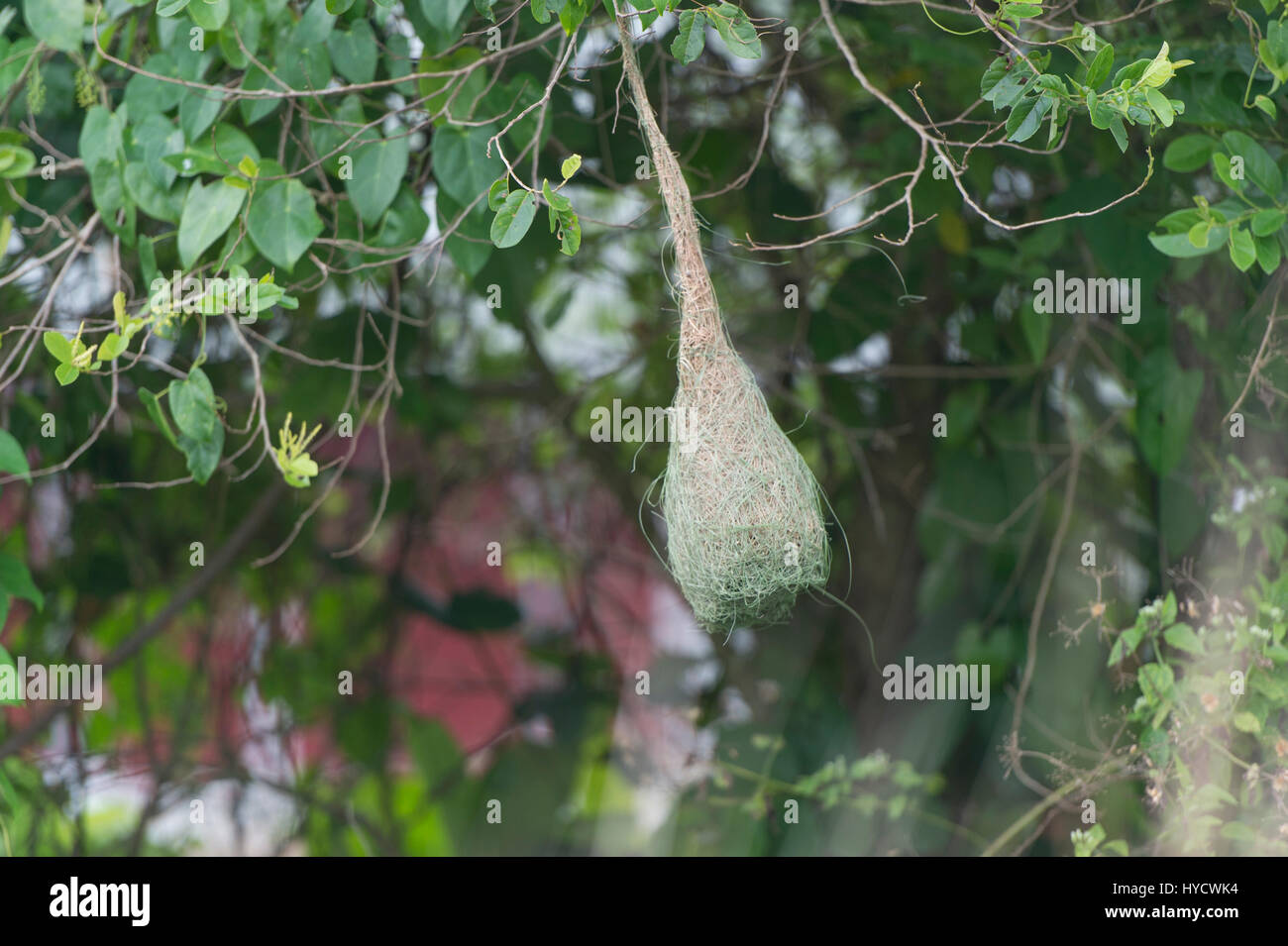 Webervogel (Ploceus Baya, Blyth) Nest. Es heißt Burong Tempua in der malaiischen Sprache. Das Nest aus langen Dschungel Rasen gemacht. Stockfoto