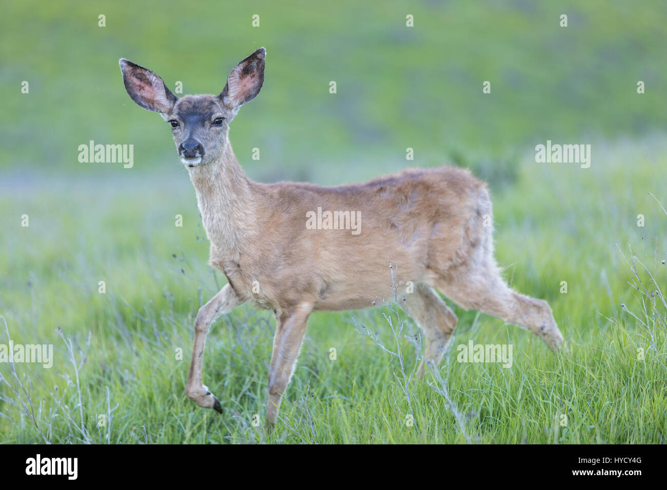 Schwarz - Tailed Hirsche (Odocoileus Hemionus) Fawn. Stockfoto