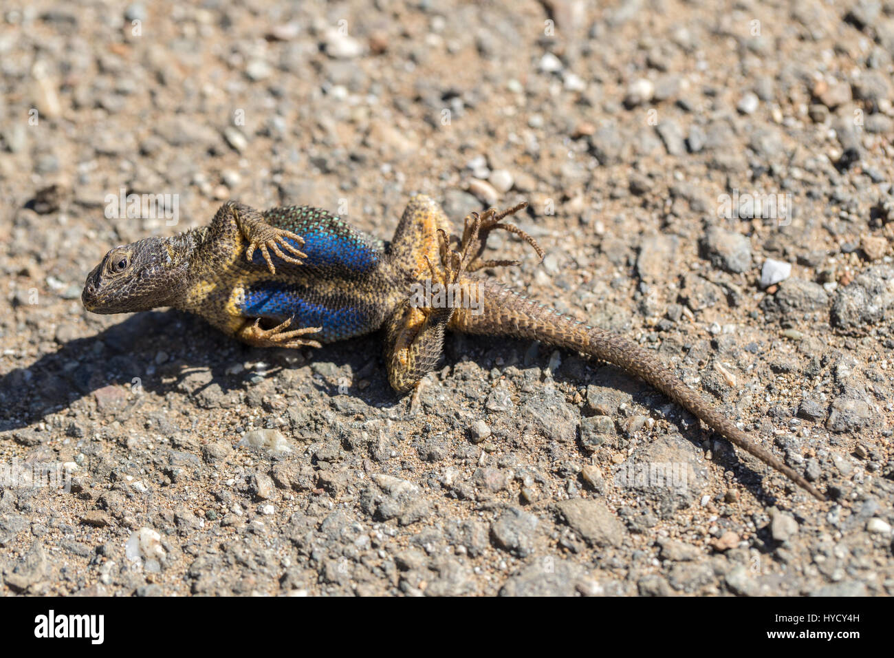 Western-Zaun-Eidechse (Sceloporus Occidentalis) spielt tot am Leben zu bleiben. Stockfoto