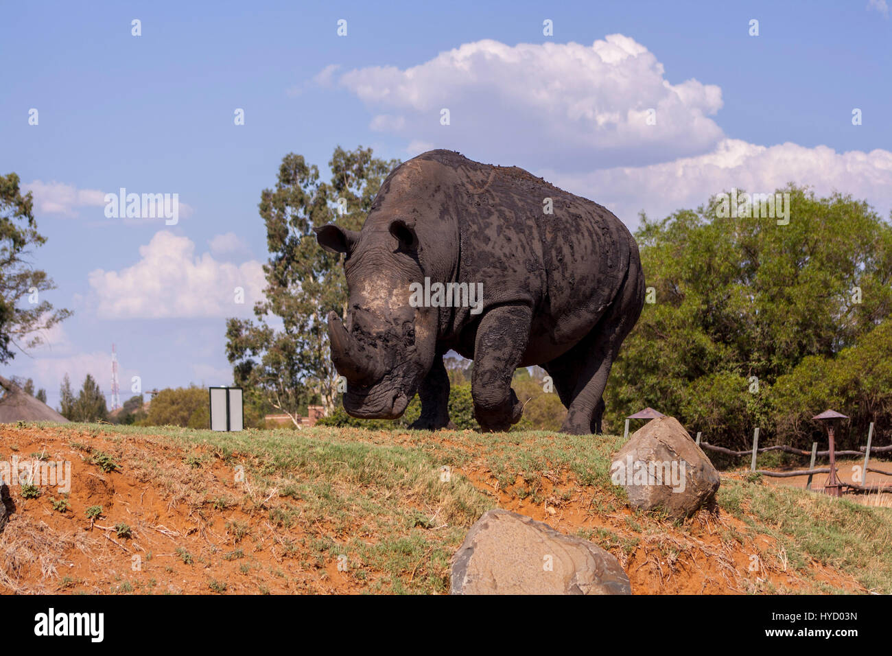 Breitmaulnashorn in Süd-Afrika Stockfoto
